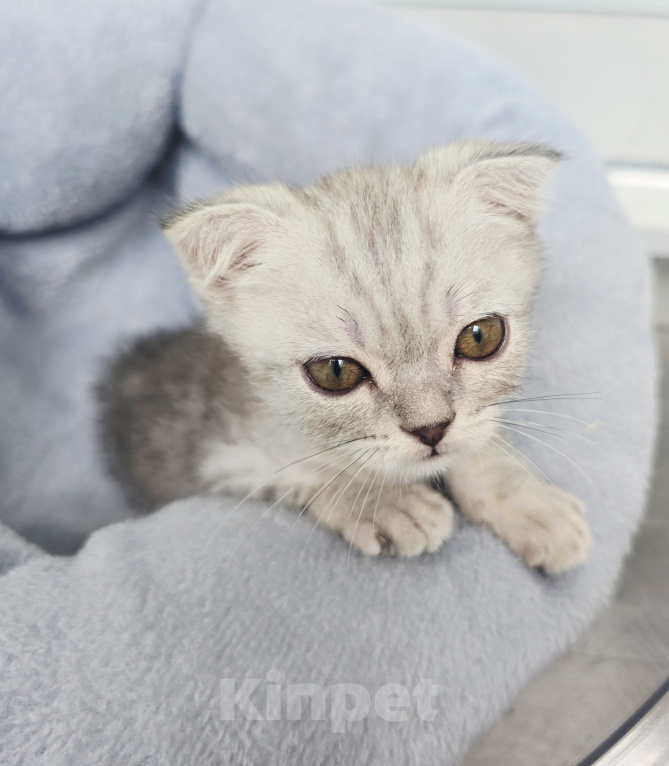 Кошки в других городах Московской области: Шотландский короткошёрстный котенок Мальчик, 10 000 руб. - фото 3
