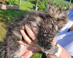 Кошки в Новоалександровске: Чистокровные котята мейн-кун 🐾 Мальчик, 30 000 руб. - фото 3