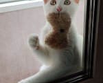 Кошки в Москве: Котёнок в добрые руки Мальчик, Бесплатно - фото 4