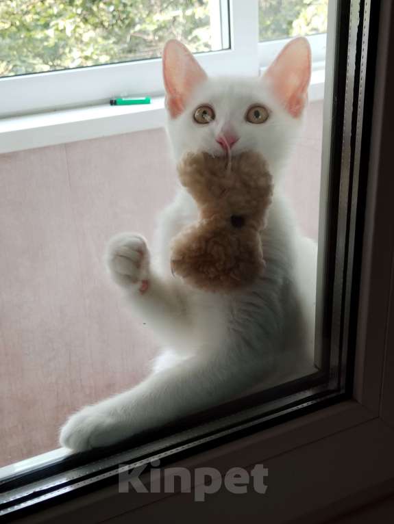 Кошки в Москве: Котёнок в добрые руки Мальчик, Бесплатно - фото 4