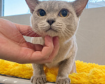 Кошки в Люберцах: Продается нежная бурманская кошечка Девочка, 25 000 руб. - фото 1
