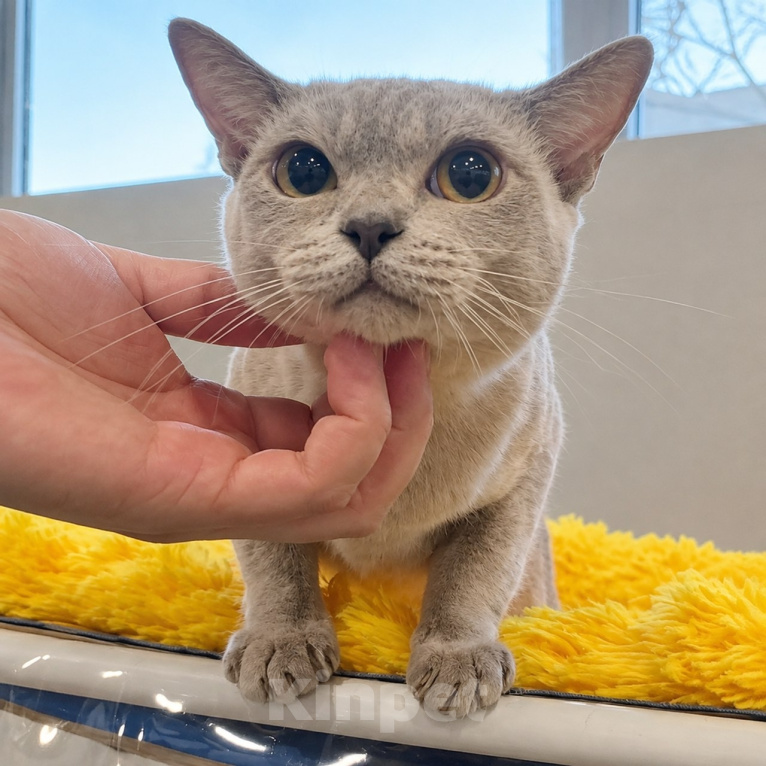Кошки в Люберцах: Продается нежная бурманская кошечка Девочка, 25 000 руб. - фото 1