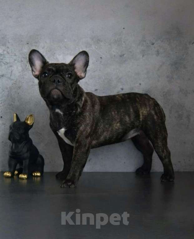 Собаки в Санкт-Петербурге: Щенки французского бульдога Девочка, 65 000 руб. - фото 3
