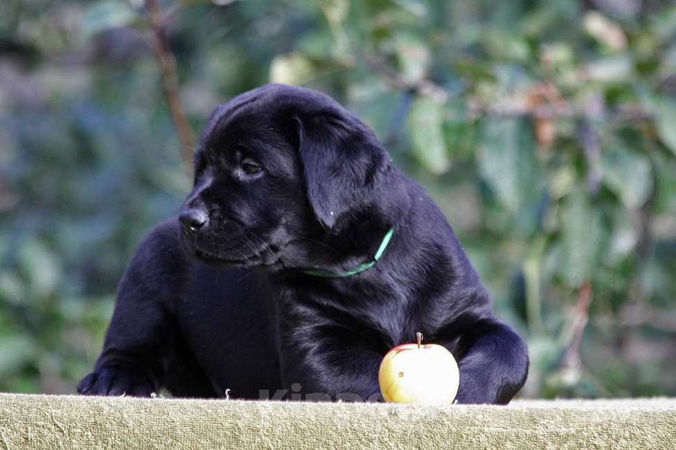 Собаки в Новороссийске: Лучший друг для активной семьи  Мальчик, Бесплатно - фото 2