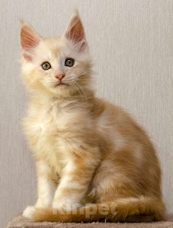 Кошки в Москве: Котенок мейнкун полидакт Мальчик, 70 000 руб. - фото 3