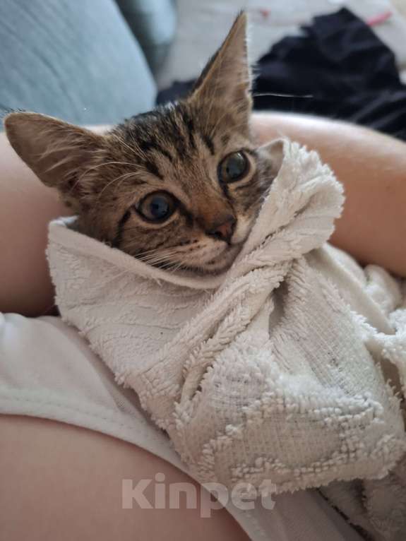 Кошки в Пензе: Очаровательная девочка в добрые руки Девочка, Бесплатно - фото 2