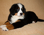 Собаки в других городах Московской области: Бернский зенненхунд Девочка, 120 000 руб. - фото 10