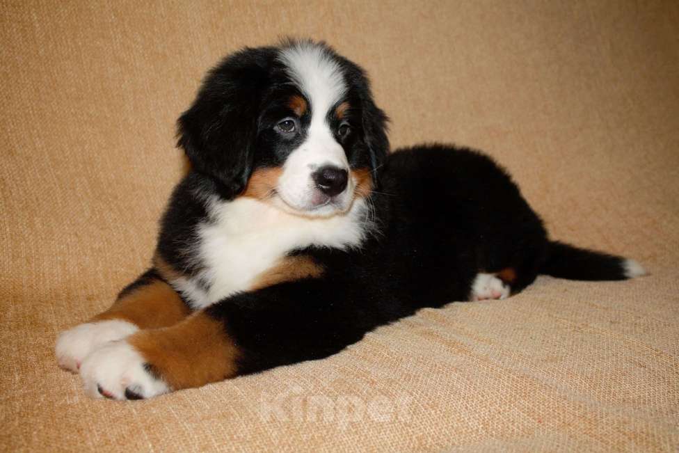 Собаки в других городах Московской области: Бернский зенненхунд Девочка, 120 000 руб. - фото 10