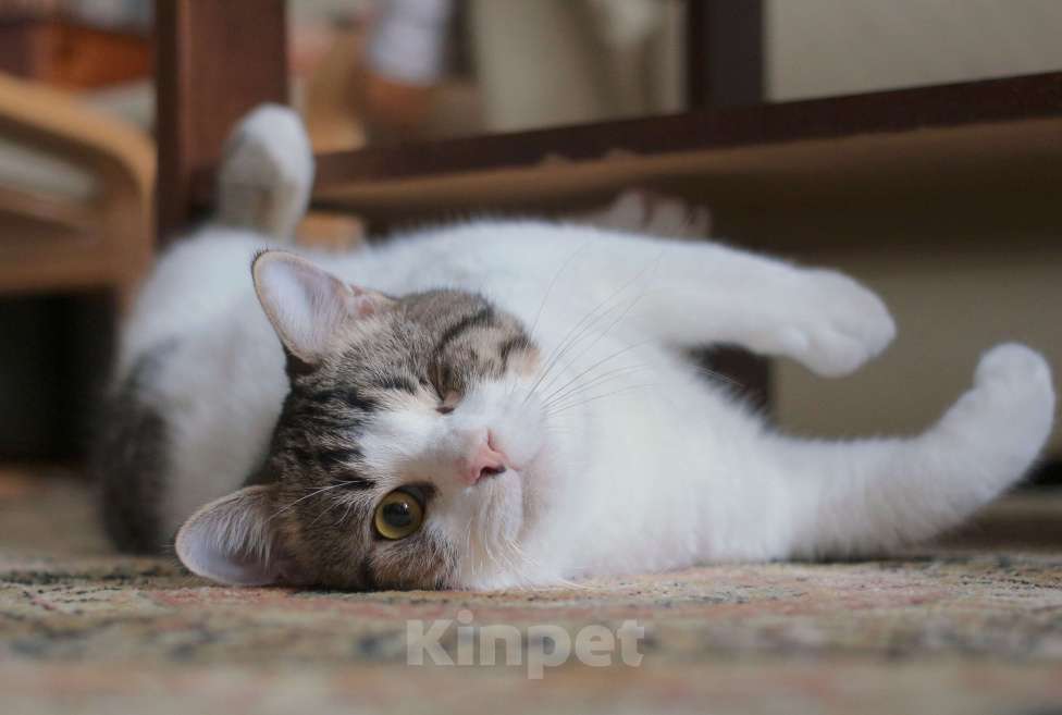 Кошки в Москве: Котенок Мишка  Мальчик, Бесплатно - фото 4