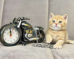 Кошки в Люберцах: Британский котенок Мальчик, 15 000 руб. - фото 5