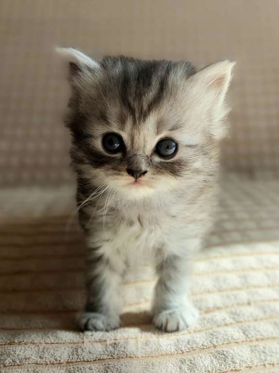 Кошки в Люберцах: Шотландские чистокровные котята  Мальчик, 8 000 руб. - фото 3