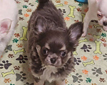 Собаки в Москве: Чихуахуа мальчик щенок Мальчик, 40 000 руб. - фото 2