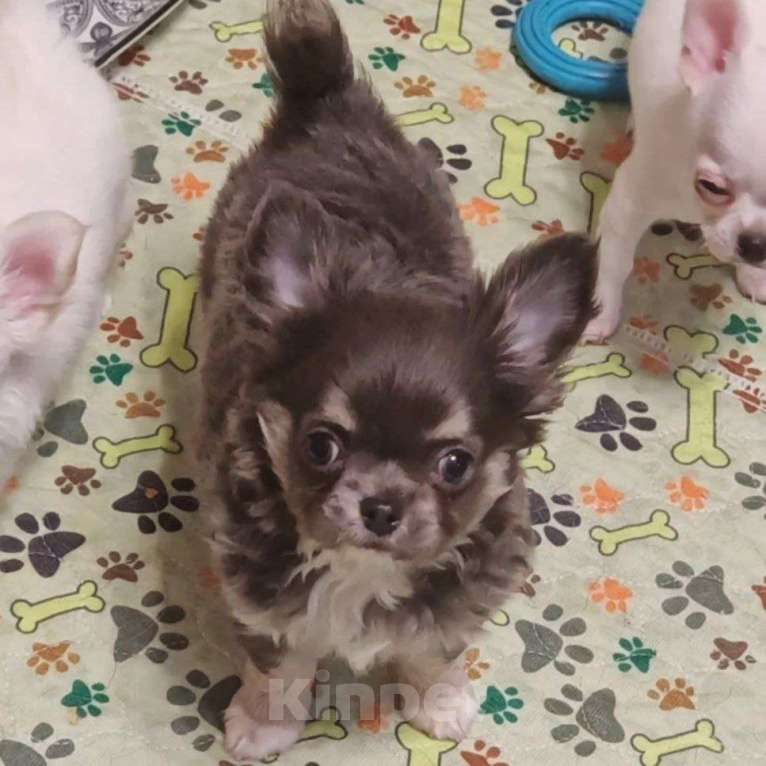 Собаки в Москве: Чихуахуа мальчик щенок Мальчик, 40 000 руб. - фото 2