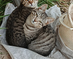 Кошки в Туле: Котята в добрые руки Мальчик, Бесплатно - фото 1