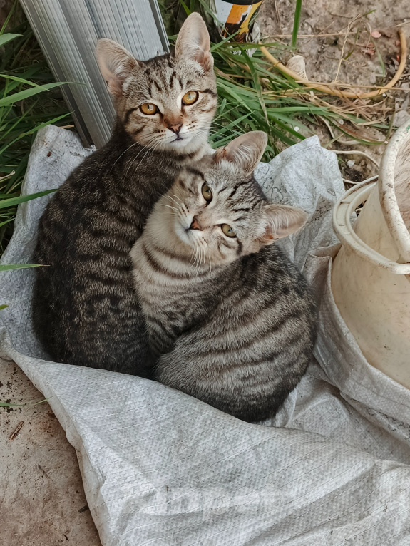 Кошки в Туле: Котята в добрые руки Мальчик, Бесплатно - фото 1
