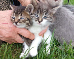 Кошки в Ногинске: Котята в добрые руки Разнополые, Бесплатно - фото 6