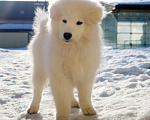 Собаки в Череповце: Щенок Самоеда/Самоедской Собаки Девочка, 70 000 руб. - фото 1