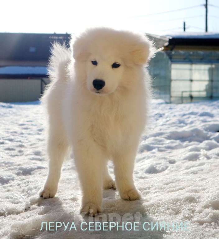 Собаки в Череповце: Щенок Самоеда/Самоедской Собаки Девочка, 70 000 руб. - фото 1