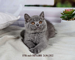 Кошки в Санкт-Петербурге: Британский котик голубого окраса Мальчик, 35 000 руб. - фото 2