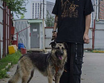 Собаки в Москве: Овчаристая девочка Венеция из приюта, ищет дом Девочка, 10 руб. - фото 7