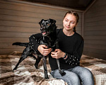 Собаки в Москве: Малыш Блэк-бой в дар Мальчик, Бесплатно - фото 3