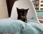 Кошки в Москве: Три маленьких котенка ищут дом Мальчик, Бесплатно - фото 6