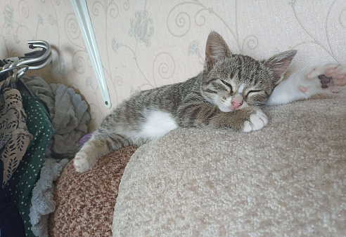 Объявление: Котенок ищет дом, Бесплатно, Омск