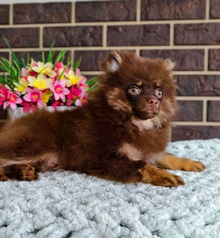 Собаки в других городах Московской области: Померанский шпиц коричнево-подпалый Мальчик, 30 000 руб. - фото 2