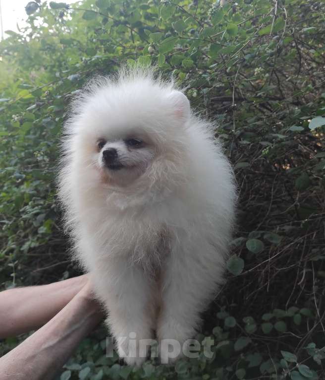 Собаки в Калуге: Белая красавица Девочка, 60 000 руб. - фото 2