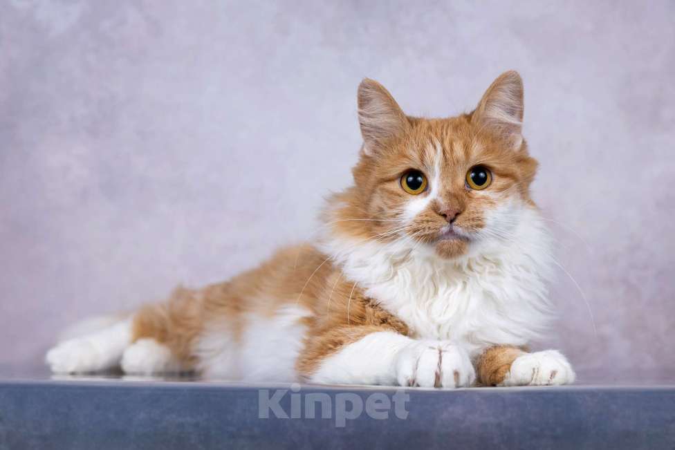 Кошки в Москве: Ярко-рыжая молодая пушистая кошечка Дакота в дар Девочка, 1 руб. - фото 3