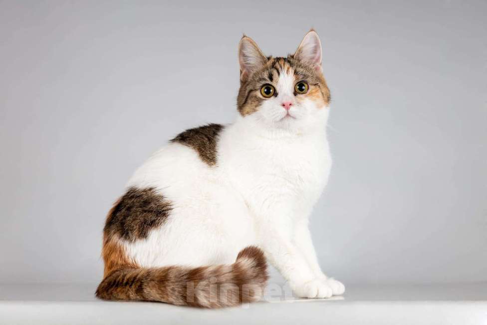 Кошки в Москве: Красавица Ника ищет семью. Девочка, Бесплатно - фото 3