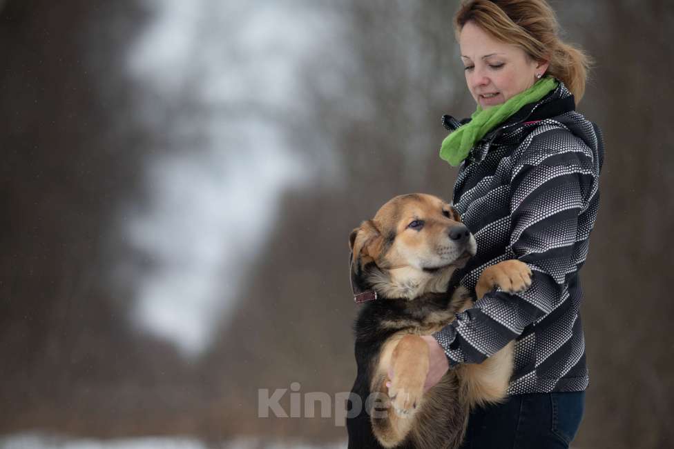 Собаки в Москве: Самый добрый парень ждет в приюте Мальчик, Бесплатно - фото 3