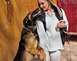 Собаки в Москве: Барди, метис бельгийской овчарки, ищет дом Мальчик, Бесплатно - фото 3