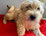 Собаки в Ростове-на-Дону: Знакомьтесь, красавец Марик!🐶 Мальчик, Бесплатно - фото 3