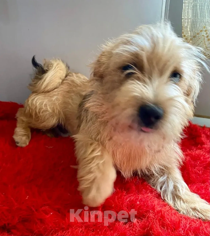 Собаки в Ростове-на-Дону: Знакомьтесь, красавец Марик!🐶 Мальчик, Бесплатно - фото 3