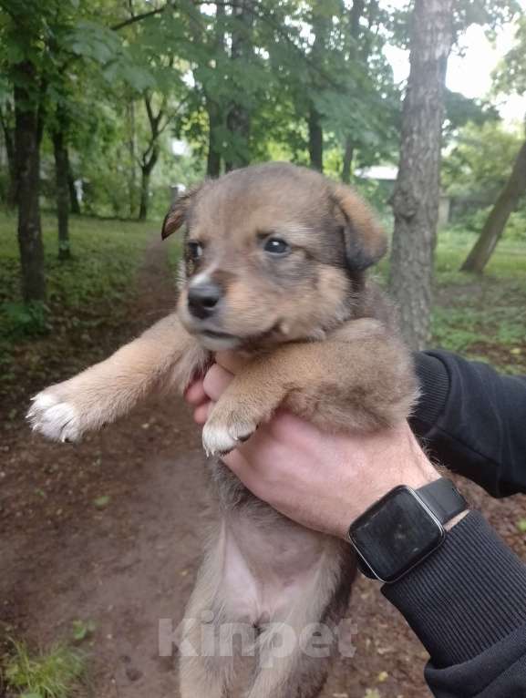 Собаки в Орле: Щенок в добрые руки Девочка, 1 руб. - фото 2