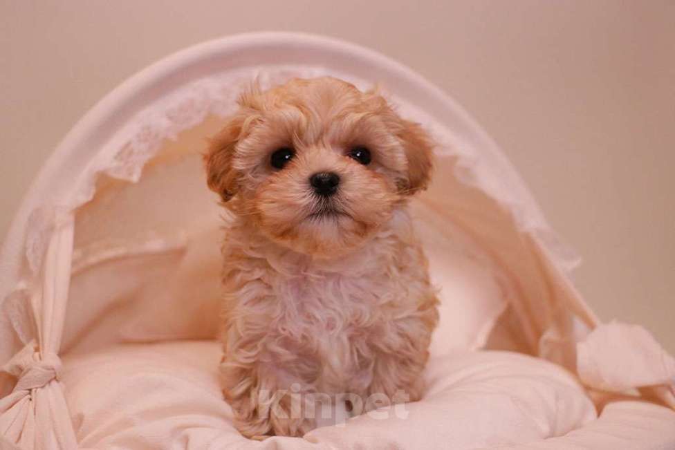 Собаки в Москве: Милый мальтипу мальчик  Мальчик, 120 000 руб. - фото 6