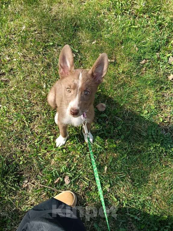 Собаки в Москве: Шоколадка Девочка, Бесплатно - фото 2