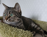 Кошки в Санкт-Петербурге: Кошка очарование Девочка, Бесплатно - фото 3