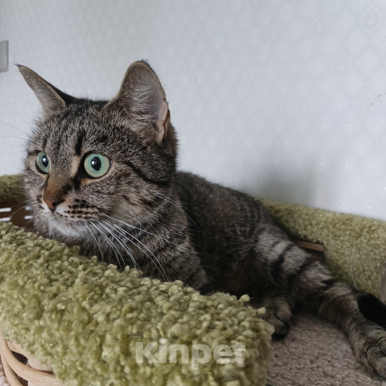 Кошки в Санкт-Петербурге: Кошка очарование Девочка, Бесплатно - фото 3