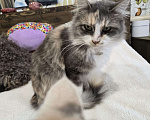 Кошки в Семикаракорске: Метис МЕЙН-КУН и СИБИРСКОЙ  Девочка, Бесплатно - фото 7