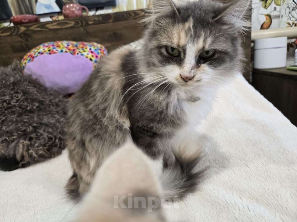 Кошки в Семикаракорске: Метис МЕЙН-КУН и СИБИРСКОЙ  Девочка, Бесплатно - фото 7