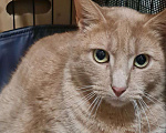 Кошки в Санкт-Петербурге: Персик ищет дом Мальчик, Бесплатно - фото 2
