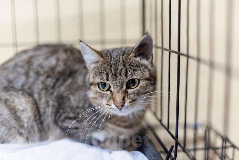 Кошки в Москве: Спокойная и ласковая Анфиса ищет дом. Девочка, Бесплатно - фото 3