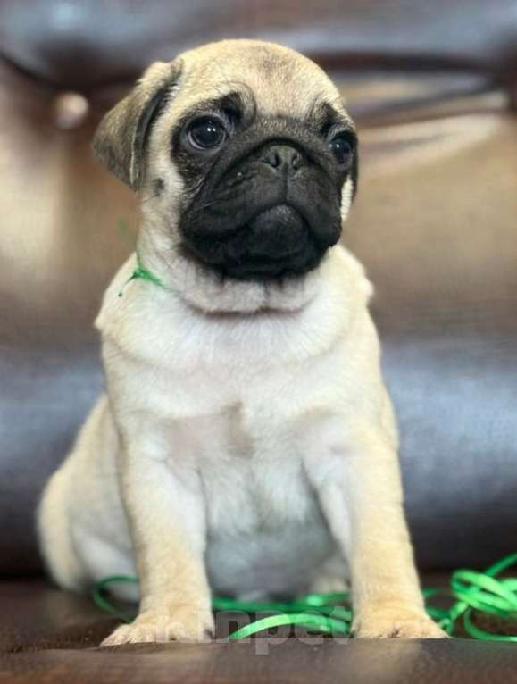 Собаки в других городах Башкортостана: Очаровательные щенки мопса Мальчик, 35 000 руб. - фото 1