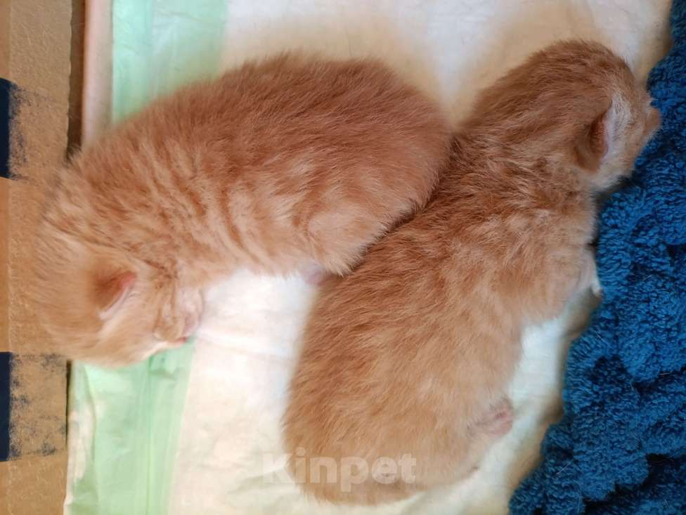 Кошки в Москве: Котята для бронирования Мальчик, Бесплатно - фото 2