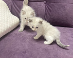 Кошки в Санкт-Петербурге: Котята Мальчик, 25 000 руб. - фото 2