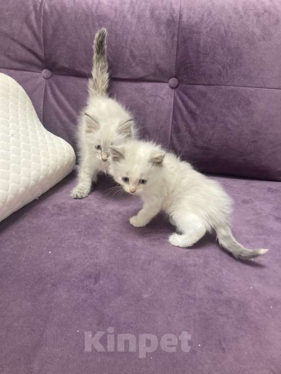 Кошки в Санкт-Петербурге: Котята Мальчик, 25 000 руб. - фото 2