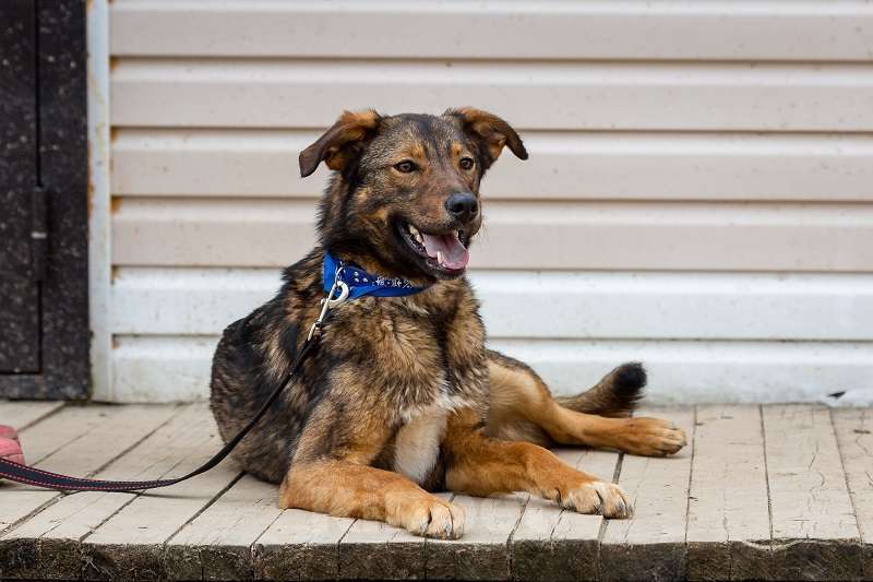 Собаки в Москве: Люсьен. Ноги от ушей Мальчик, 1 руб. - фото 2