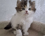 Кошки в Ярославле: Шотландский длинношерстный малыш Мальчик, 35 000 руб. - фото 8